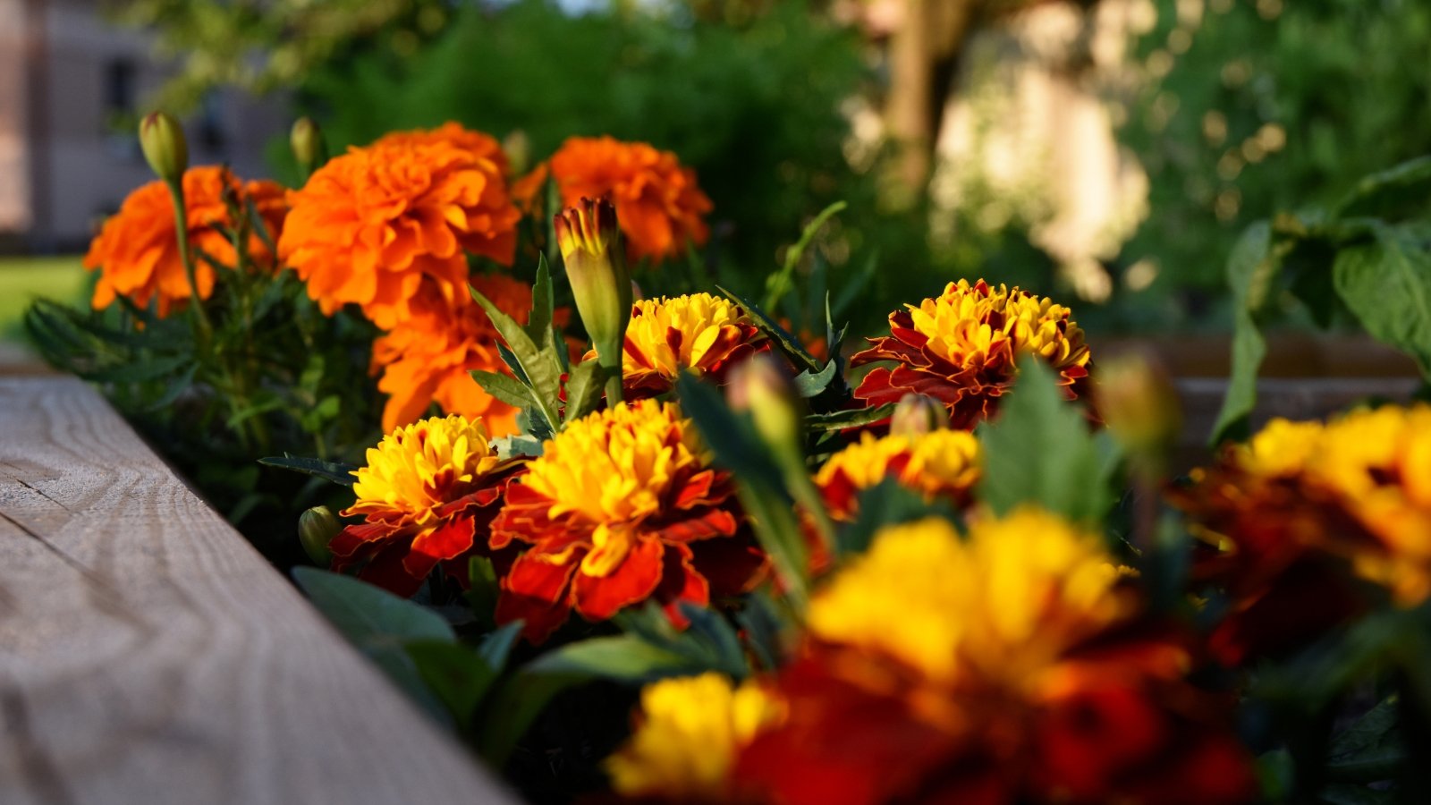 Marigold plants feature finely divided, green leaves and bright, pom-pom-like flowers in shades of yellow, orange, and red.