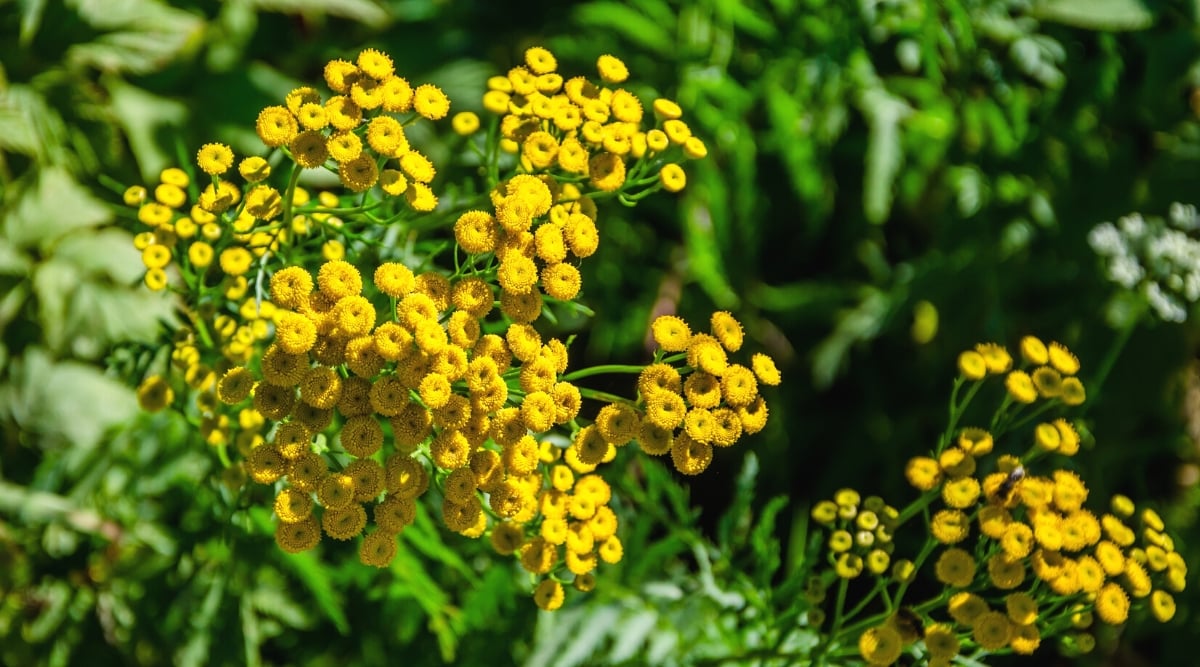 Close-up of a flowering Tansy plant (Tanacetum vulgare) in the garden. The plant has a cluster of small, button-like, bright yellow flowers. Each flower is made up of many tiny inflorescences stacked tightly together to form a round or domed shape. The stems are strong and erect, covered with alternate, deeply lobed or pinnately divided leaves.