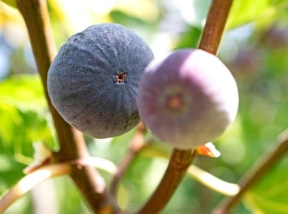 tastiest fig varieties. Bottom view of ripe fig fruits hanging from tree branches against a blurred background of green foliage. Fig fruits are pear-shaped with a slightly flattened bottom. They are dark purple in color.