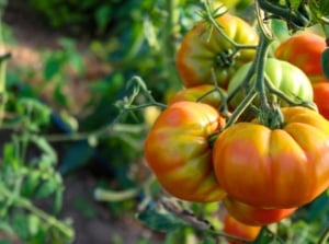 tastiest tomatoes. Close-up of a cluster of ripe 'Pineapple' tomatoes in a sunny garden against a blurred background. The tomatoes exhibit a vibrant yellow color with streaks and patches of red and orange. Each fruit is characterized by its smooth, slightly ribbed skin and hefty size, filled with juicy flesh.