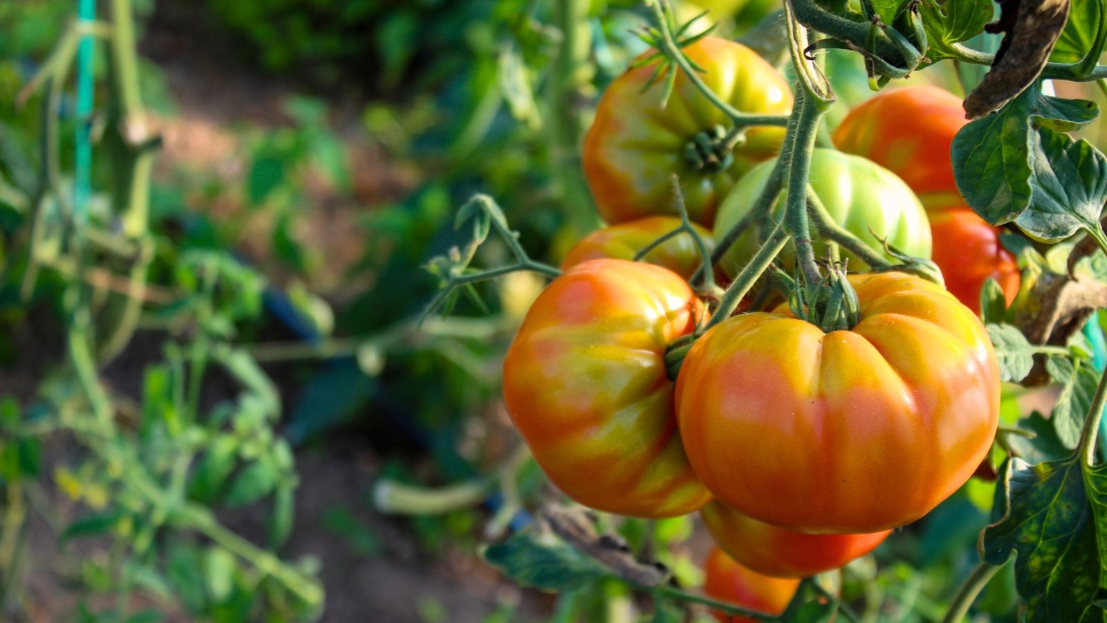 tastiest tomatoes. Close-up of a cluster of ripe 'Pineapple' tomatoes in a sunny garden against a blurred background. The tomatoes exhibit a vibrant yellow color with streaks and patches of red and orange. Each fruit is characterized by its smooth, slightly ribbed skin and hefty size, filled with juicy flesh.