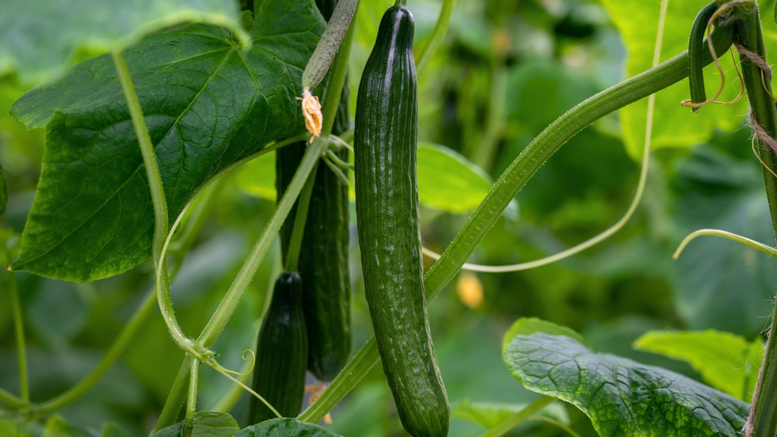 Close-up of a 'Tasty Green' cucumber plant adorned with ripe fruits that are long, slender, and smooth-skinned, showcasing a rich, dark green hue and succulent, crisp flesh.