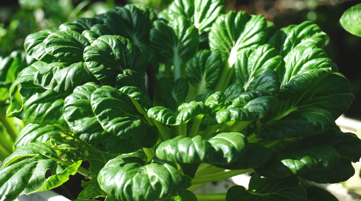 Close-up of a growing Tatsoi, also known as "spoon mustard" or "spinach mustard." It is a leafy Asian green belonging to the Brassicaceae family. Tatsoi leaves are small, rounded, spoon-shaped, glossy, dark green. The leaves grow in compact rosettes close to the ground, forming a dense, low-growing plant.