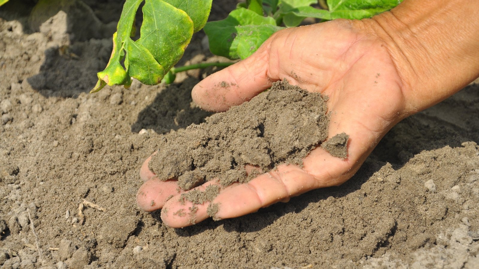 A hand bathed in sunlight gently holds rich, brown soil, nurturing life's essence in its grasp, symbolizing care, warmth, and the intimate connection between humanity and the earth.