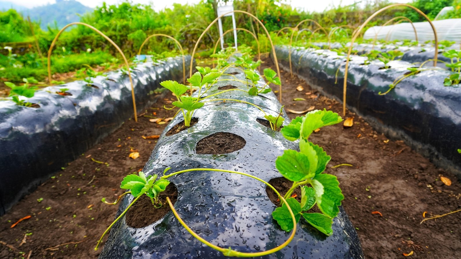 A close-up of a newly planted strawberry garden reveals small strawberry seedlings in raised beds covered with black plastic, surrounded by rich brown soil, which helps retain moisture and control weeds for optimal growth.