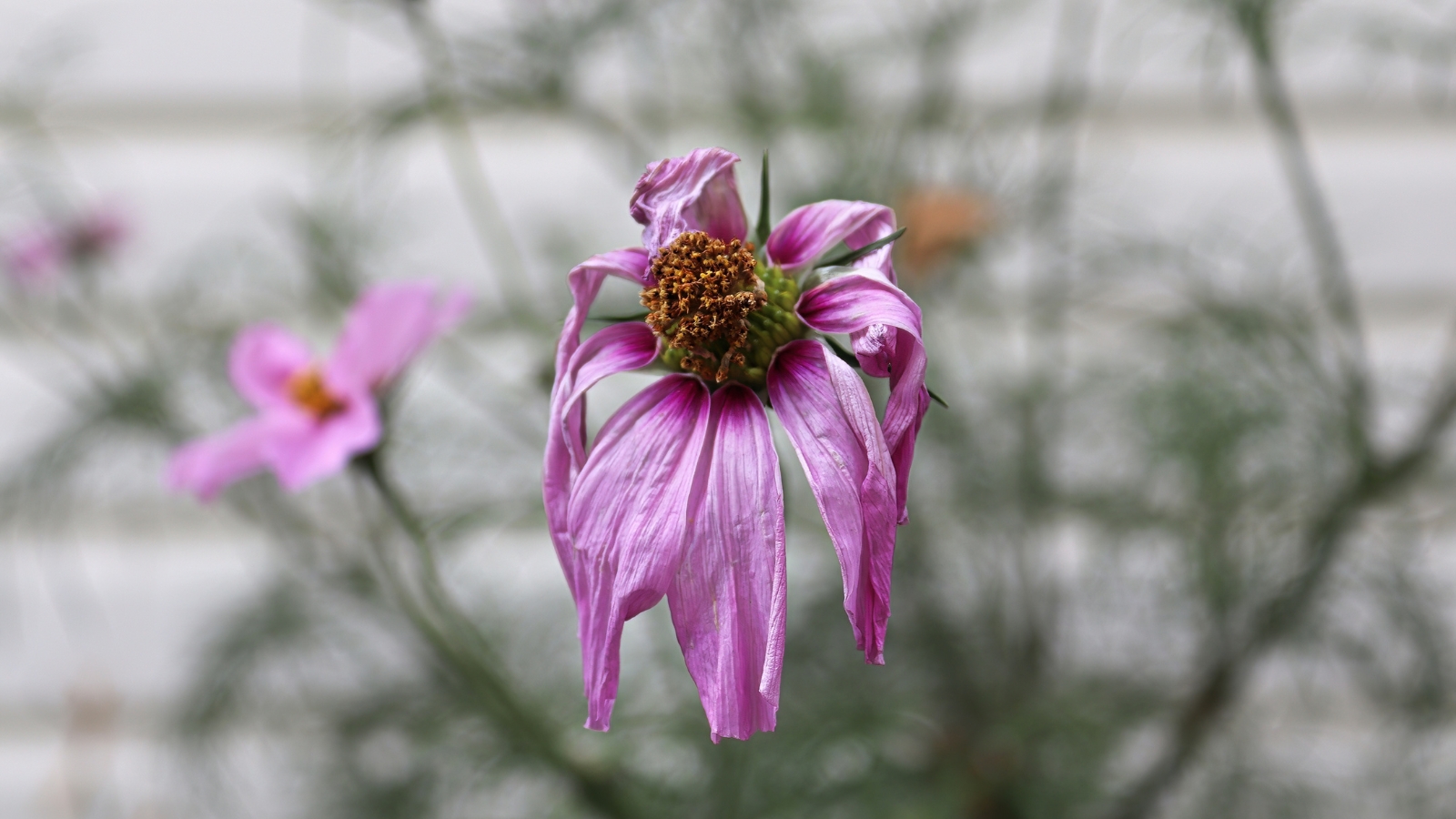 A close-up of a fading purple cosmos, its petals drooping sadly amidst blurred stems and another flower in the background, portraying the beauty of wilting nature.