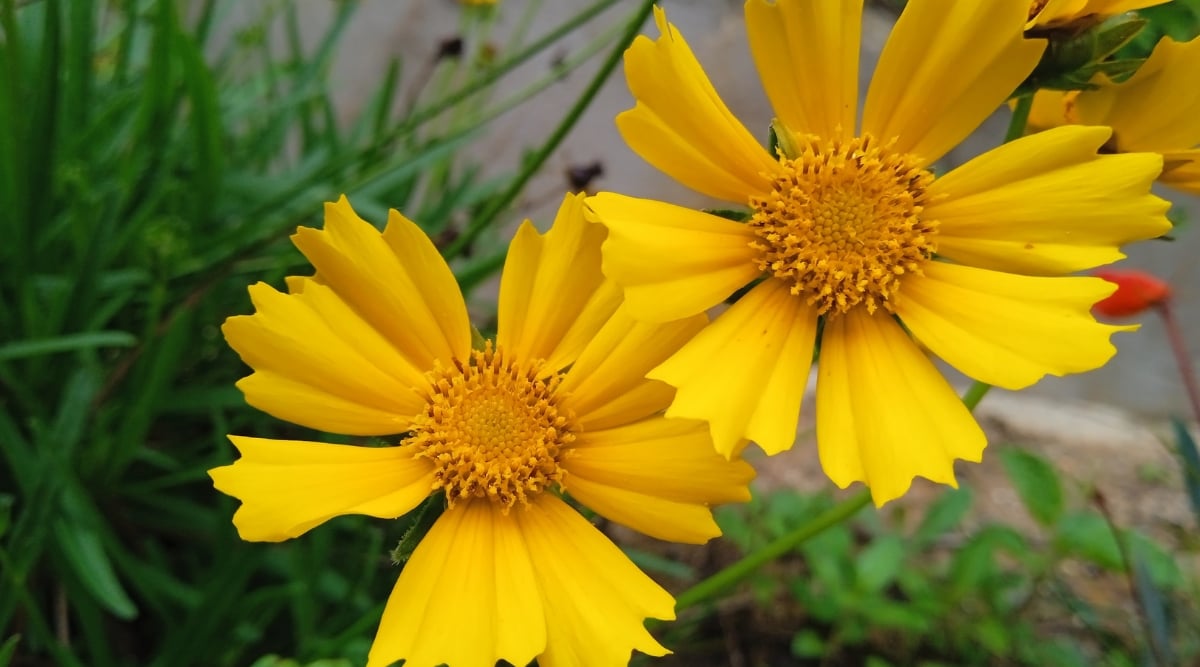 A closeup of Coreopsis flowers that are bright, golden, and yellow on tall skinny green stems. Each flower has six, fan-shaped petals with a jagged edge and a dark yellow center.