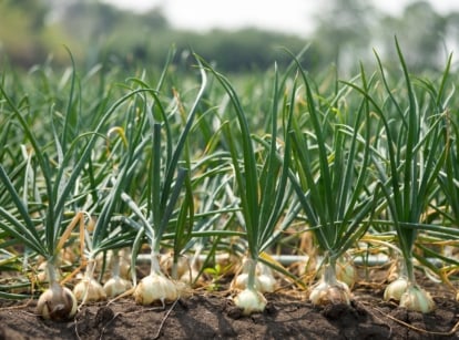 A close-up reveals onions, their bulbs nestled in rich brown soil. The bulbs, plump and firm, promise a bountiful harvest. Their vibrant green leaves stretch outward, catching the sunlight, while neighboring onions blur softly in the background.