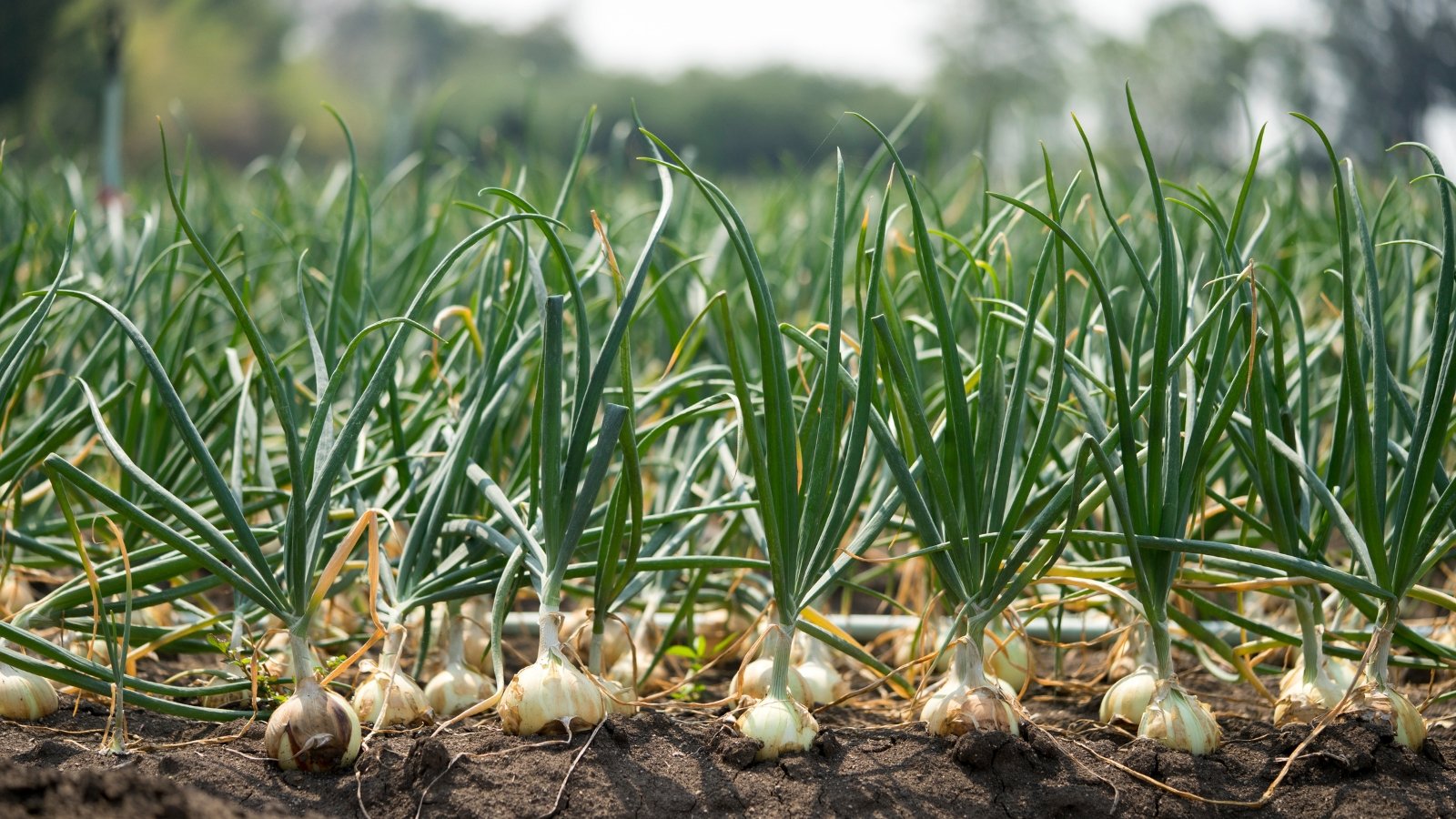 A close-up reveals onions, their bulbs nestled in rich brown soil. The bulbs, plump and firm, promise a bountiful harvest. Their vibrant green leaves stretch outward, catching the sunlight, while neighboring onions blur softly in the background.