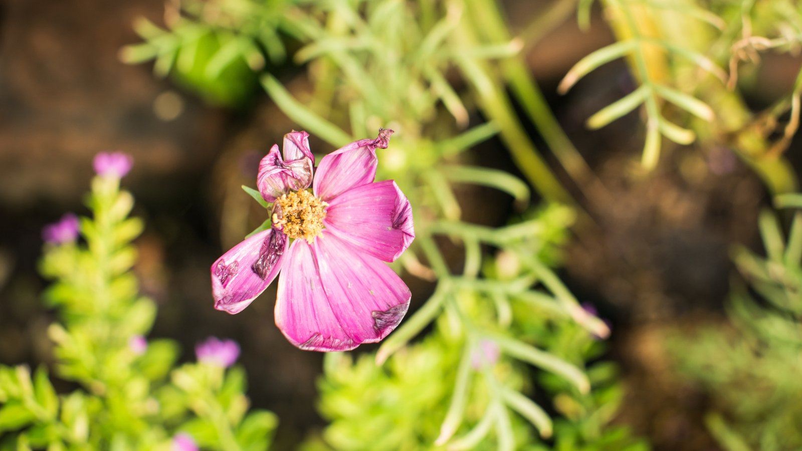 A wilted purple cosmos flower stands out against a background of blurry green foliage, illuminated by the golden rays of the sun, casting a serene ambiance over the scene.