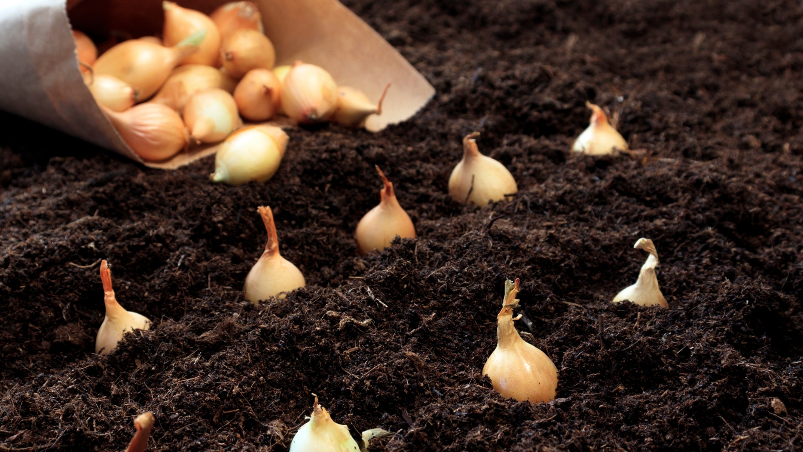 A cluster of onion bulbs rests in rich, dark soil, their papery skins glinting in the sunlight. Each bulb is neatly spaced, promising healthy growth. Behind them, a bundle of onions awaits planting, nestled in a brown paper sack atop the earth.