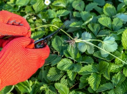 Strawberry thinning process. Close-up of a sanitary worker's hands in bright orange gloves using black pruning shears to trim young strawberry runners in a strawberry bed. The strawberry plant is characterized by its low-growing habit, with lush green leaves forming a dense rosette at ground level. The leaves are trifoliate, each with serrated edges and a vibrant green hue.