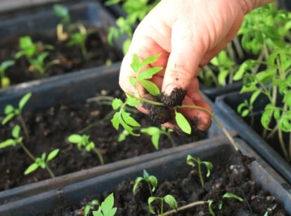 A woman is going to thin out tomato seedlings. Close-up of a woman's hands plucking a young tomato seedling from a black starting tray. A tomato seedling has a thin stem, a pair of cotyledons and a pair of true leaves.