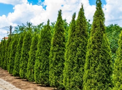 A line of triangular arborvitae trees stretches along the roadside, their lush green foliage creating a natural barrier. In the distance, a serene cloudy sky paints the backdrop, adding depth to the peaceful rural scene.