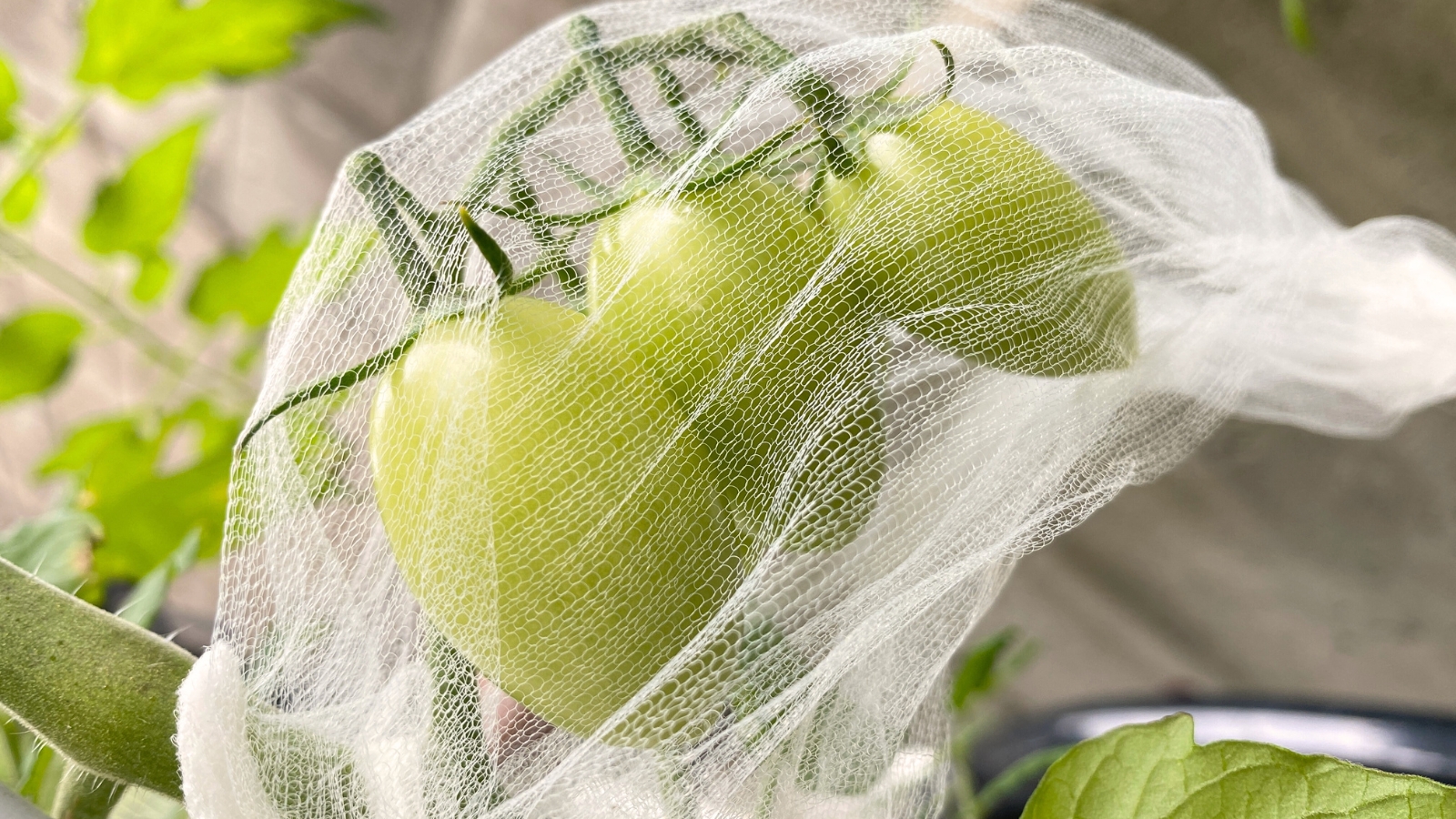 Close-up of three green oval tomato fruits wrapped in a bag with micromesh in the garden.