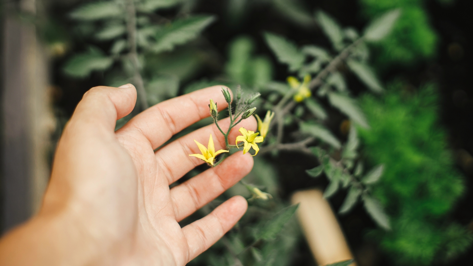 Close-up of a woman's hand showing a flowering tomato plant that presents delicate, yellow flowers blooming amidst lush, dark green foliage.