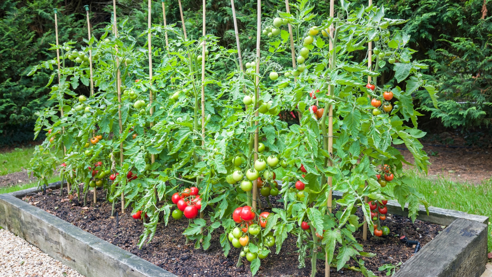 Tomato plants flourish in a rustic wooden raised bed, bearing ripe red and unripe green fruits, promising a bountiful harvest in the near future.