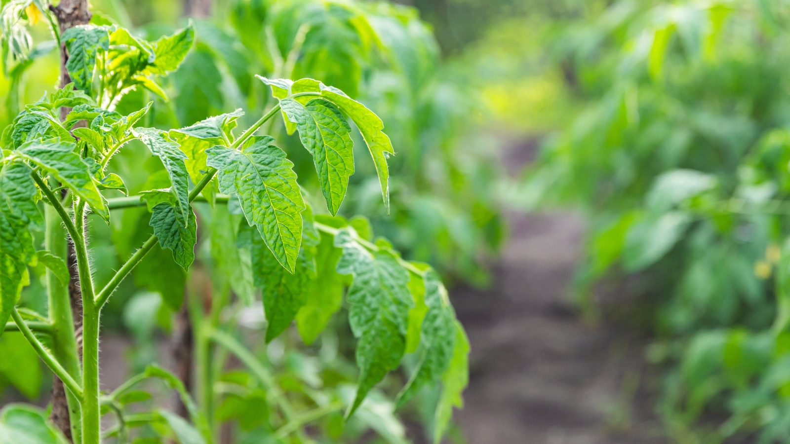 Close-up of tomato bushes in the garden, showcasing sturdy, upright stems adorned with lush, deeply lobed green leaves.