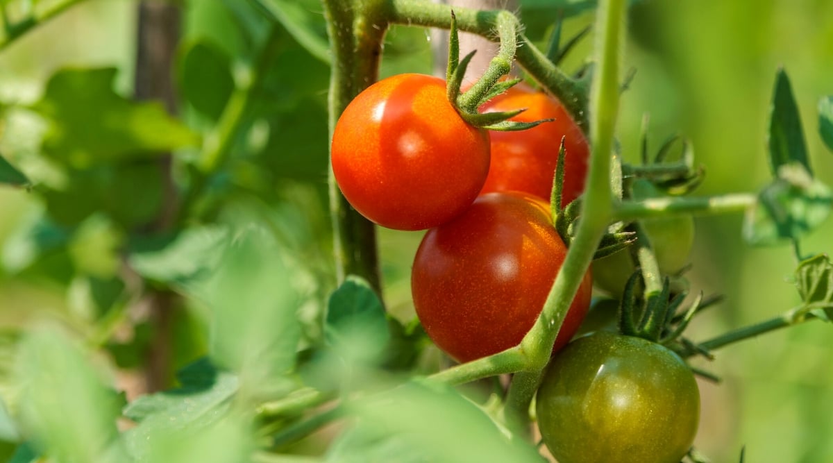 Close-up of ripe tomatoes growing in the garden. The plant has a sprawling, vine-like growth habit. The stems are pale green, covered with fine hairs. The leaves are green, complex, consist of several leaflets with jagged edges. Tomato fruits are round, juicy, covered with a thin red skin with a glossy and smooth texture.