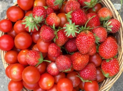 Tomatoes and Strawberries freshly picked sitting in a basket