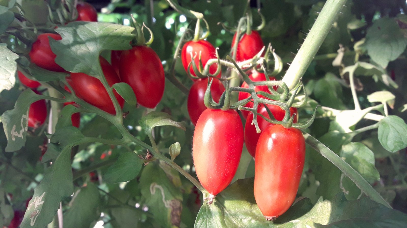 Solanum lycopersicum 'Margherita VF' exhibits vigorous growth with dark green, serrated leaves and produces medium-sized, oval, deep red fruits with a smooth skin.