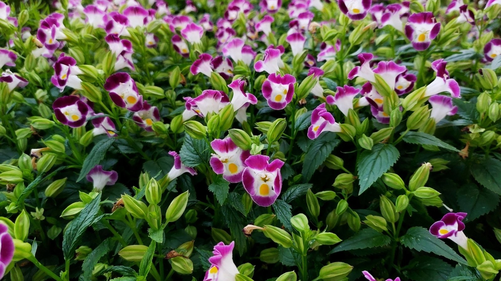 Torenia fournieri features trailing stems and toothed, lance-shaped leaves, adorned with trumpet-shaped flowers in shades of purple with contrasting markings.
