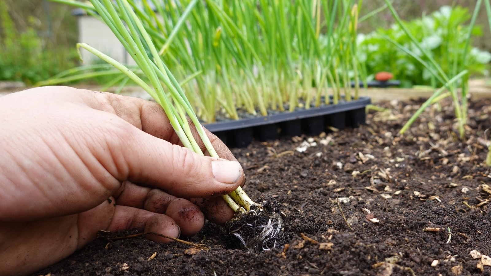 A hand holds uprooted onion seedlings, their delicate leaves adorned with dark soil, and roots dangling beneath. The seedling, primed for planting, rests against the brown soil, ready to take root in the garden's nurturing embrace. In the blurred backdrop, black pots brim with onion seedlings, poised for their journey into the fertile earth.