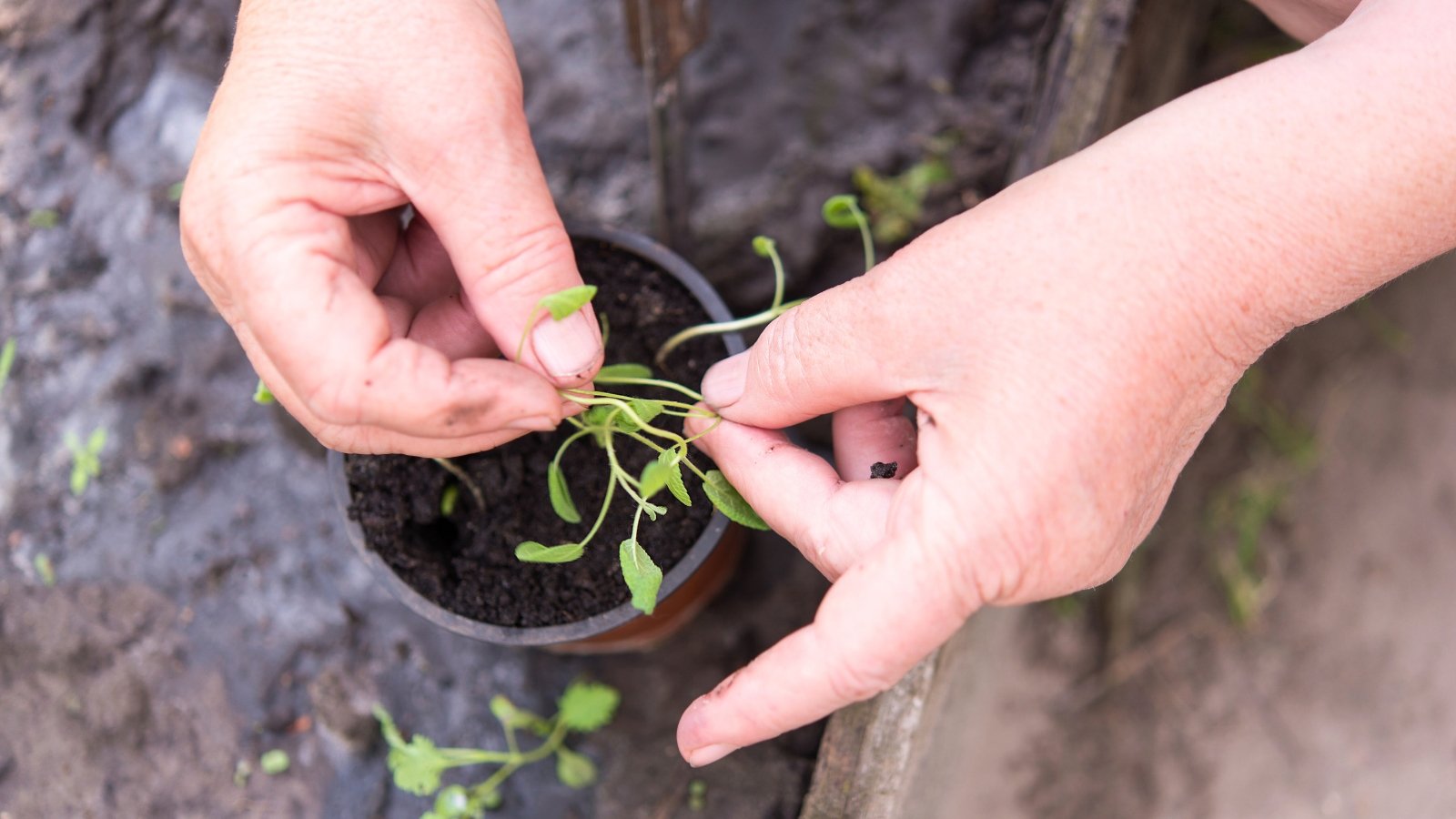 Close-up of a gardener's hands replanting young salvia seedlings with thin bending stems covered with small lance-shaped green leaves growing in a small flower pot.
