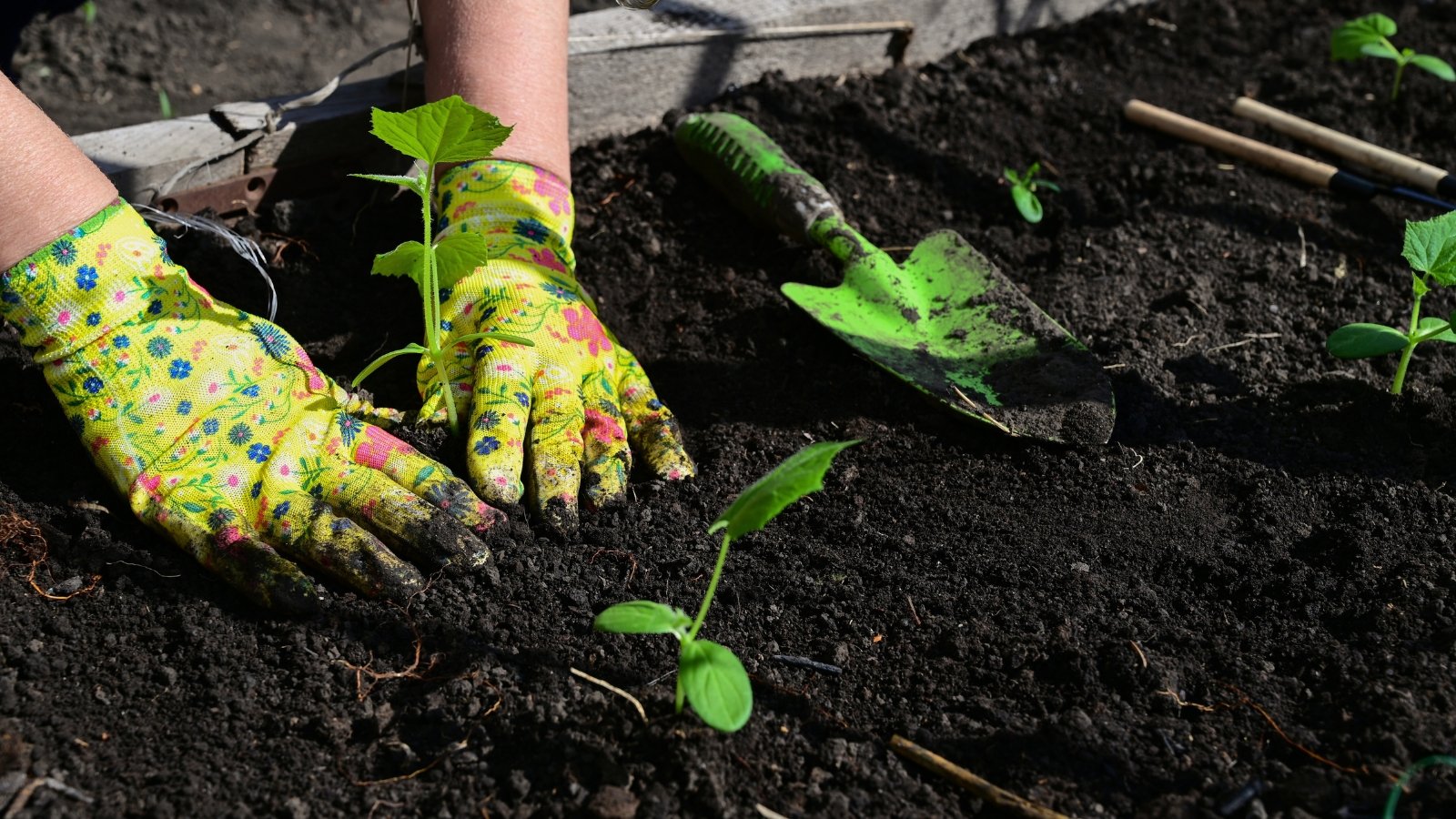 Close-up of transplanting cucumber seedlings in a sunny garden. Cucumber seedlings emerge with delicate, pale green stems that stand upright. On top of these stems are small, rounded leaves with a textured surface and finely serrated edges. The gardener's hands are in bright green gloves with floral designs.