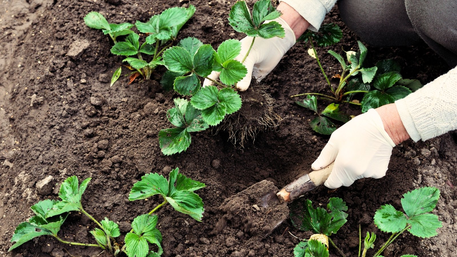 Close-up of a female gardener wearing white gloves transplanting strawberry seedlings into soil in the garden. Strawberry plants are characterized by their low-growing habit, featuring dark green, trifoliate leaves arranged in a rosette pattern. The leaves are glossy on the upper surface and paler underneath, with serrated edges.