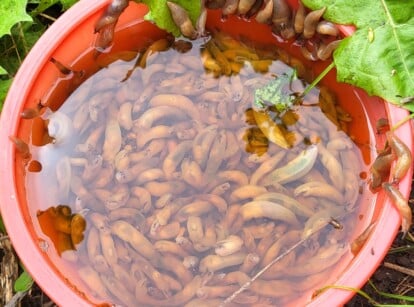 Close-up of trap slugs with beer in the garden. There is a red bowl full of slugs and beer. Slugs have soft, elongated bodies that are brownish-gray in color.
