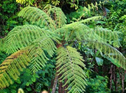 View of tree ferns in the forest. The tree fern is characterized by its tall, slender trunk, which is crowned with a canopy of large, graceful fronds. The trunk, known as a caudex, is covered in a fibrous layer of scales or hairs, giving it a rough texture. The fronds, which can reach impressive lengths, consist of a central rib with numerous leaflets arranged in a symmetrical pattern, creating a feathery appearance.