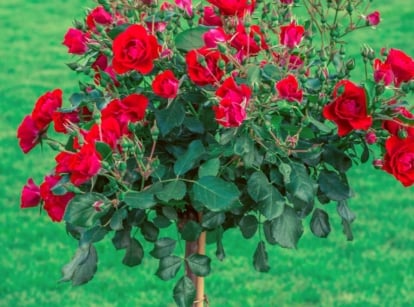Close-up of a red tree rose in a garden on a blurred green background. The red tree rose features lush foliage and abundant, velvety crimson blooms that cascade from gracefully arching branches, creating a captivating display. The shrub's dark green leaves provide an elegant backdrop to the vibrant blooms.
