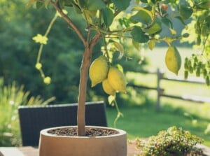 trees outdoor containers. Close-up of a lemon tree in a large container against a blurred garden background. Lemon trees are small to medium-sized evergreen trees with glossy, dark green leaves. The tree produces oval green-yellow fruits with rough skin.