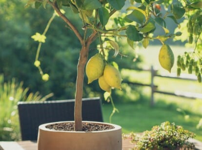 trees outdoor containers. Close-up of a lemon tree in a large container against a blurred garden background. Lemon trees are small to medium-sized evergreen trees with glossy, dark green leaves. The tree produces oval green-yellow fruits with rough skin.