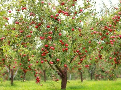 In the foreground of the orchard, a solitary apple tree proudly displays its red apples, ripe for picking. The tree's branches extend gracefully, laden with the luscious fruit, inviting observers to indulge in its autumn bounty.