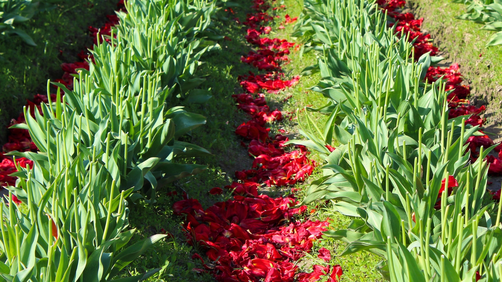 Close-up of a field of tulips with cut flowers. Between the rows of plants, the paths are covered with cut tulip flowers with bright red petals. Tulip plants boast elegant, upright stems that emerge from the soil. Surrounding the base of each stem are several long, slender leaves that fan outwards in a graceful arc.