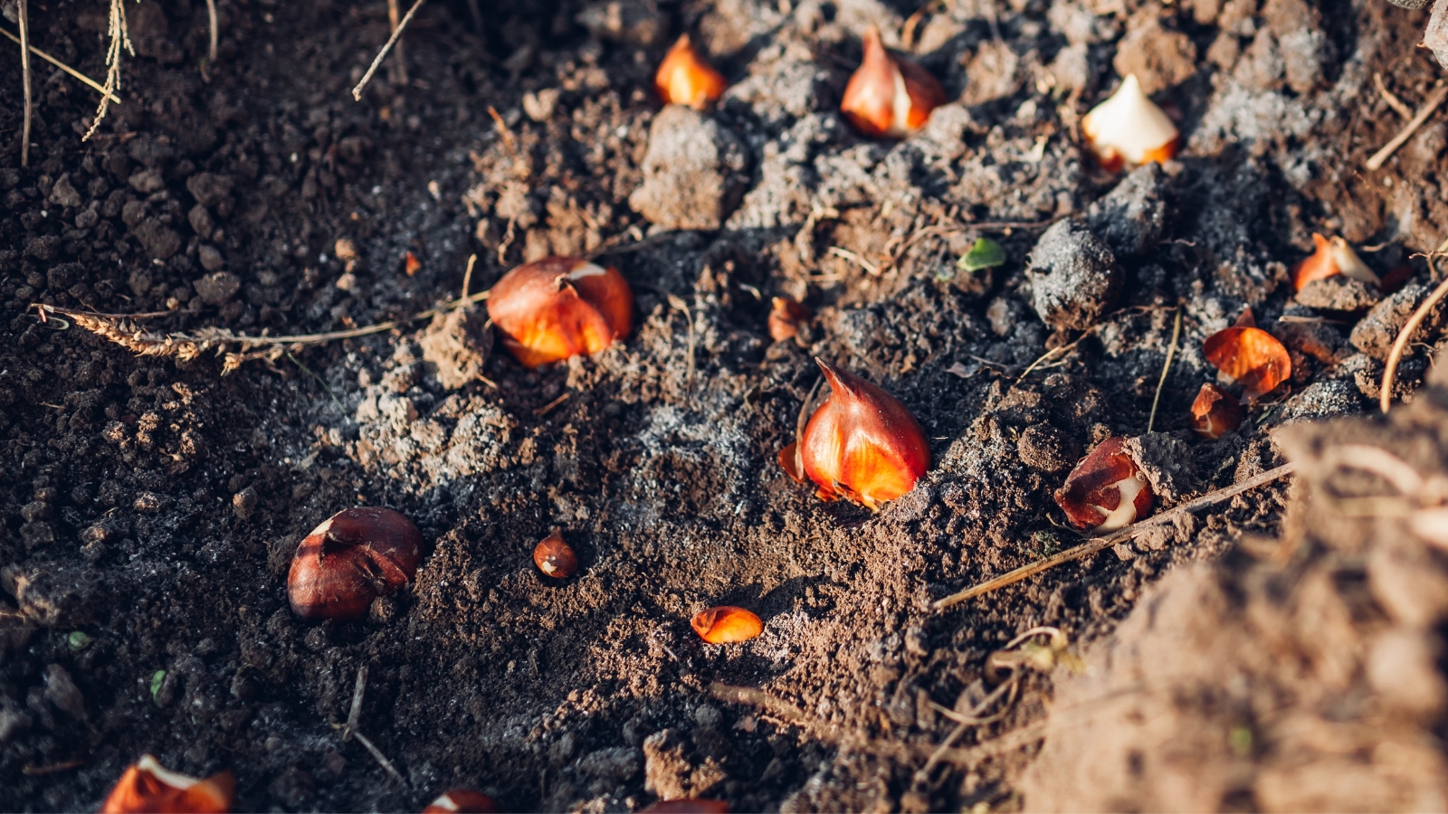 Close-up of tulip bulbs in soil in the garden. Tulip bulbs present a compact and rounded appearance, with smooth, papery outer layers that encase the inner layers of the bulb. Their surface exhibit reddish-brown hues.