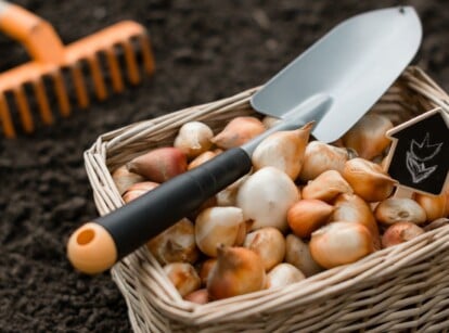 A rectangular wicker basket, overflowing with bulbs, stands prominently. On top of this bulb bounty lies a trowel. In the background, a soft blur reveals an orange garden rake poised on rich brown soil.