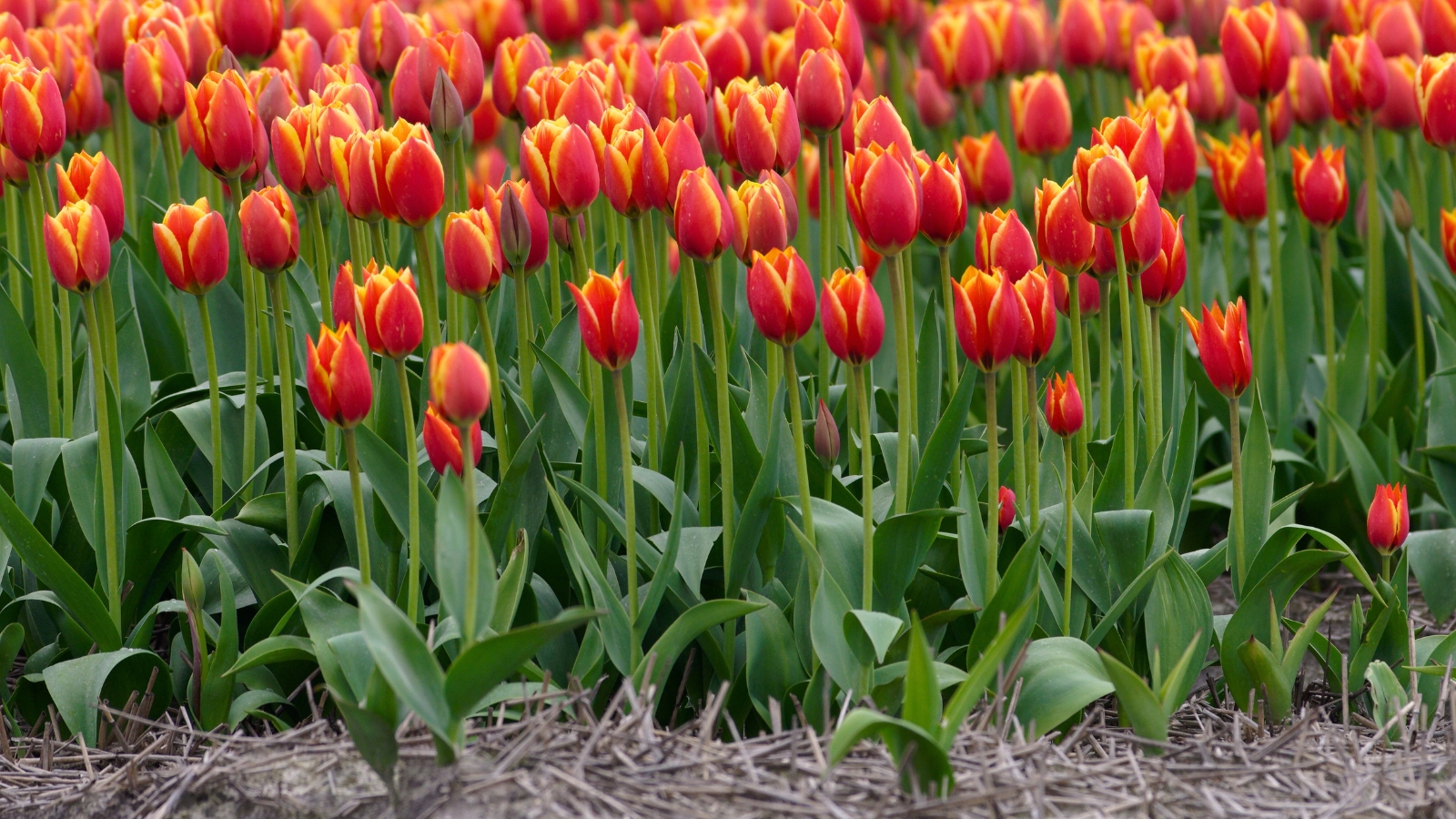 Close-up of a blooming field of Darwin Hybrid 'Confucius' tulip. Each flower showcases vibrant, apricot-orange petals with a fiery golden-orange flush towards the base, creating a captivating contrast. Each flower showcases vibrant, apricot-orange petals with a fiery golden-orange flush towards the base and at the tips of the petals.