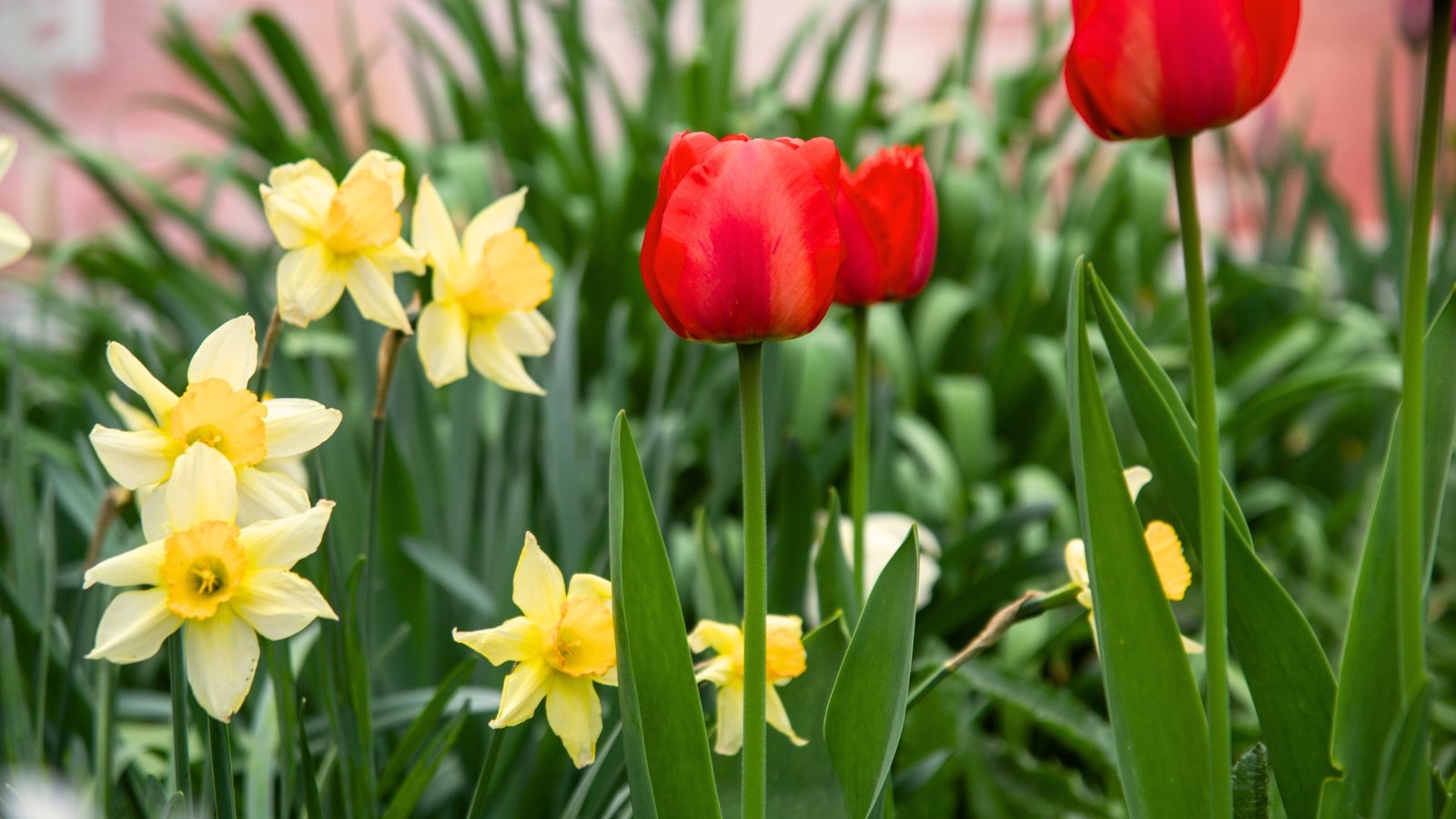 tulip daffodil post bloom. Close-up of blooming daffodils and tulips in a sunny garden. Tulip plants showcase a striking display of vibrant colors and graceful elegance. Their slender, lance-shaped leaves emerge from the base in a tidy cluster, forming a lush green backdrop for the tulip flowers. The flowers are bright red. Daffodil plants present a charming sight with their graceful, strap-like leaves forming neat clumps at the base. Rising from amidst this foliage are sturdy stems crowned with cheerful trumpet-shaped flowers, each boasting a distinctive central trumpet surrounded by six delicate petals. The flowers are bright yellow.