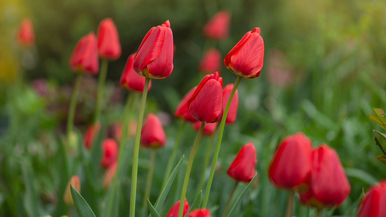 Close-up shot of blooming Parade tulips against a blurred green background. Tulipa 'Parade' is a captivating variety known for its dramatic and vibrant appearance. Its sturdy stems bear large, double-flowered blooms in rich shades of crimson-red.