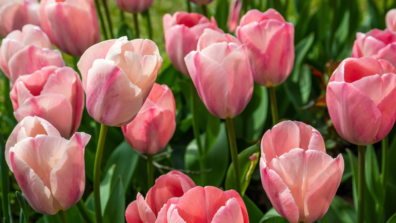 Close-up of 'Pink Impression' tulips in bloom in a sunny garden. Tulipa 'Pink Impression' presents a captivating display with its robust stems supporting broad, lance-shaped leaves. Each flower features large, cup-shaped petals in a soft, delicate pink hue with hints of peach, gradually deepening towards the center. The inner base of the petals exhibits a subtle flush of darker pink.