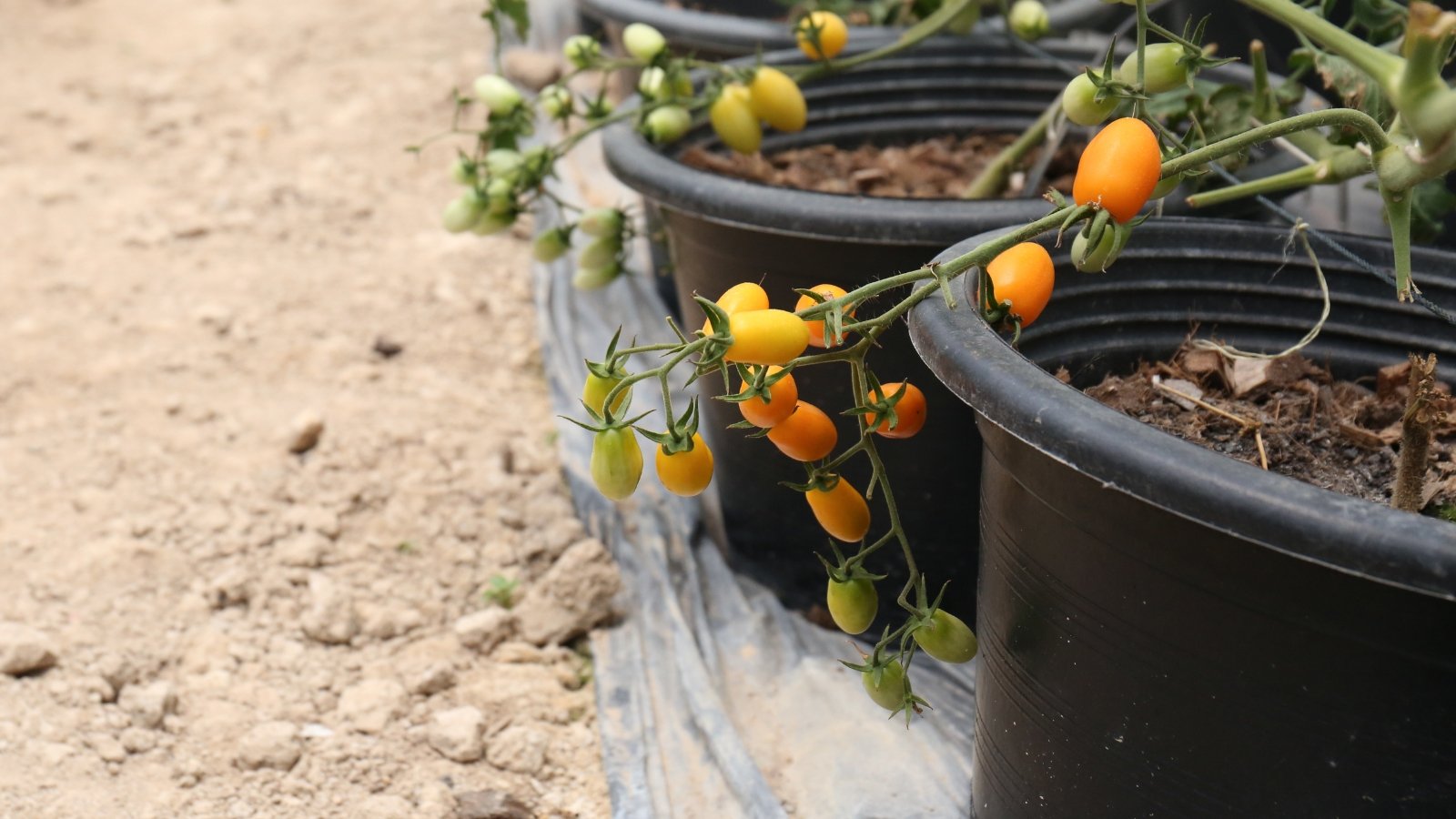 'Tumbling Tom Yellow' tomato vines cascade gracefully from their black pots, showcasing orange fruits against the stark contrast of the containers.