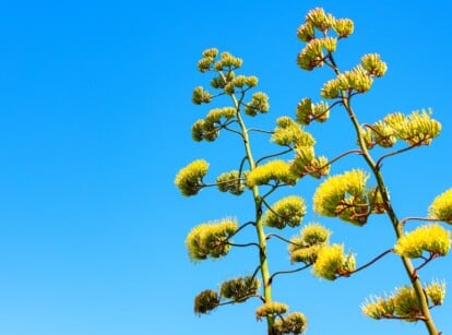 Two vibrant agave flowers, with sunshine yellow and lime green color, reach skyward against a canvas of clear blue sky. Their long, slender stems stand tall and proud, topped with whimsical, spiky blooms that resemble colorful bottle brushes.
