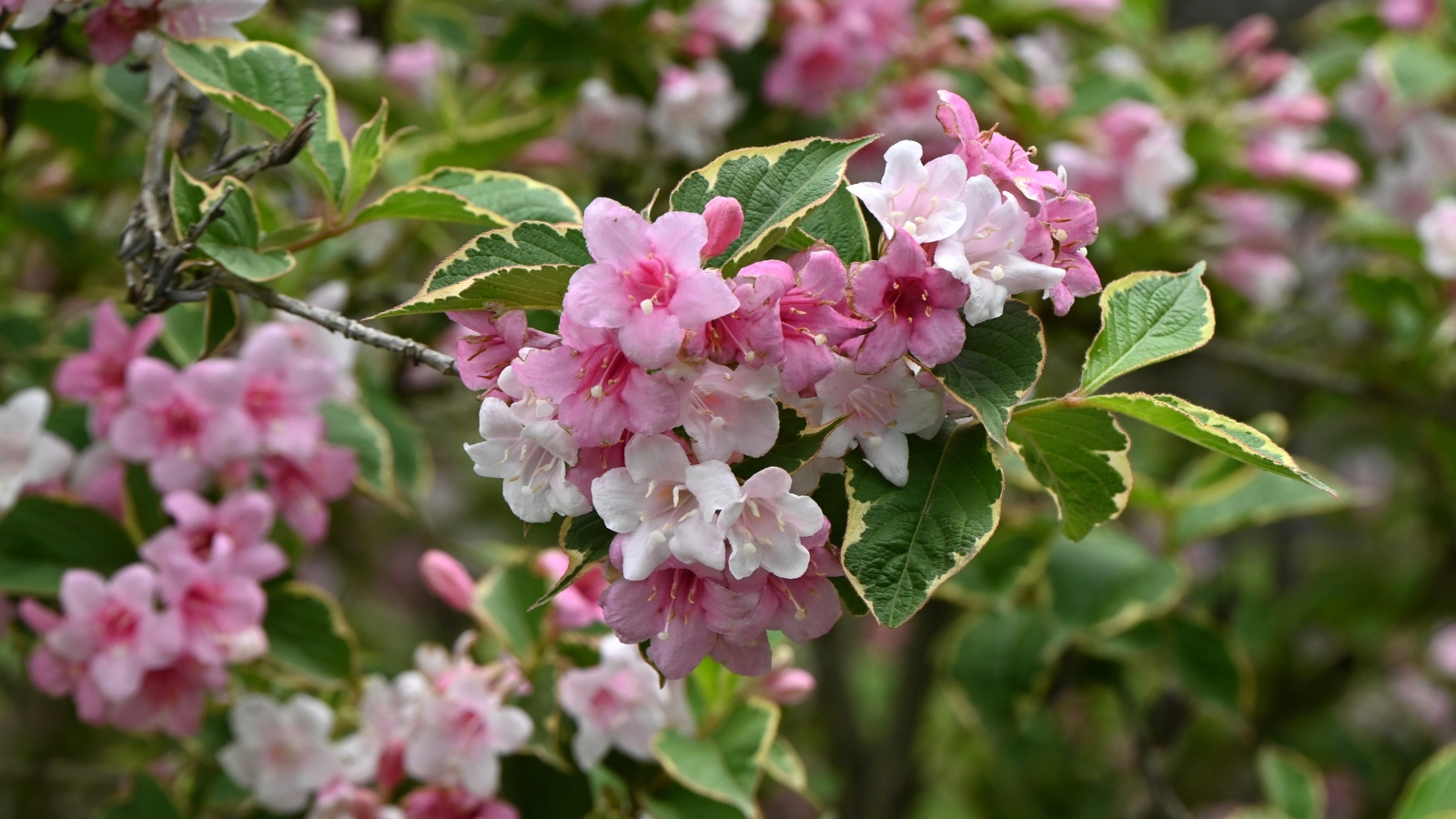 A ‘Variegated’ weigela shrub featuring pink and white blossoms amid leaves, adding a striking contrast of colors and textures to the garden landscape.