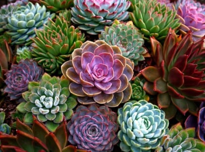 A close-up of small succulents featuring an array of vibrant leaves, showcasing diverse hues of green, pink, and red. Each succulent leaf exhibits unique textures, shapes, and sizes, creating a visually rich and lush composition, enticing with natural beauty.