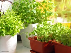 A close-up view of a sunny windowsill bursting with life. Lush green herbs, including basil, mint, and oregano, thrive in white and brown ceramic pots. Warm morning light streams through the window, casting long shadows and highlighting the vibrant foliage.