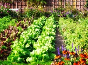 A sunlit salad garden showcases vibrant rows of assorted vegetable leaves, ranging from lush greens to deep purples, basking in the sunlight's glow. Among the verdant foliage, colorful flowers bloom.