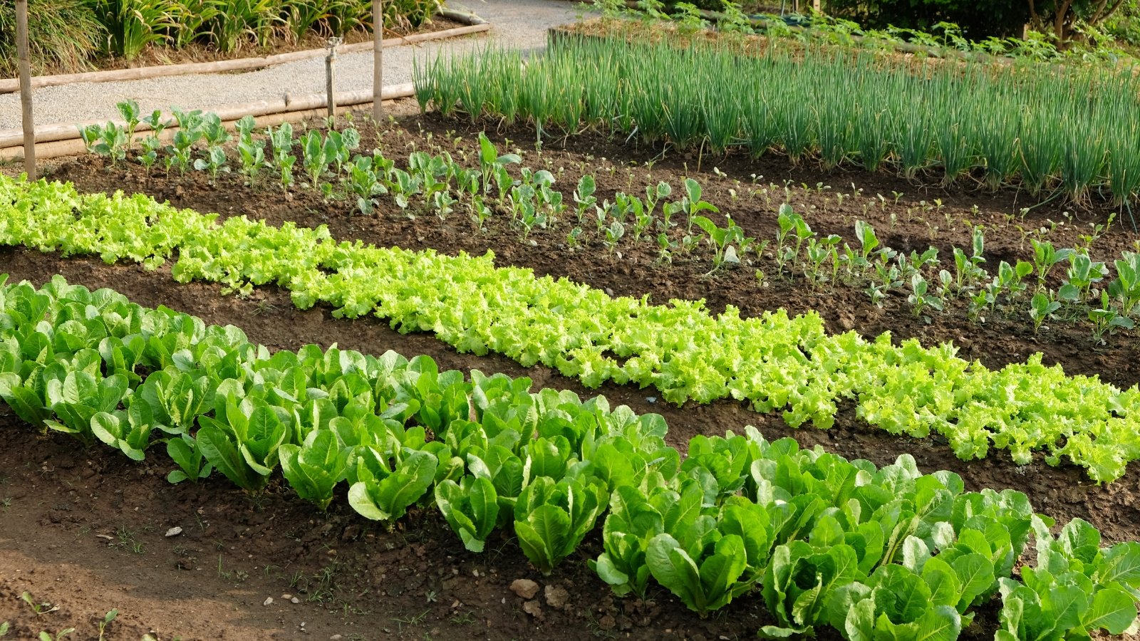 A variety of leafy greens arranged neatly in rich, dark soil, showcasing their vibrant colors and textures, ready for harvest in a lush garden bed.